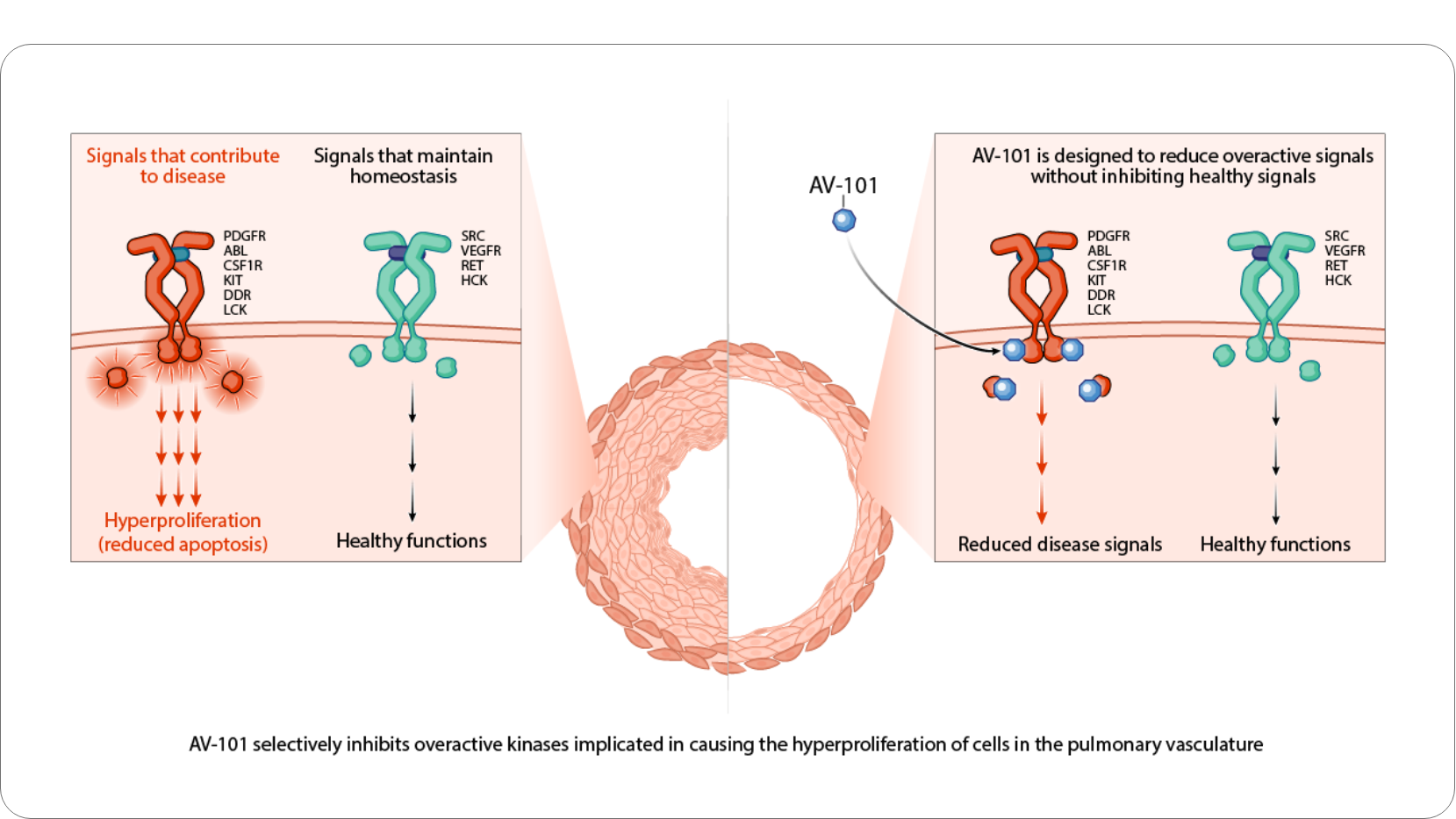 Cellular diagram - AV-101 selectively inhibits overactive kinases implicated in driving PAH